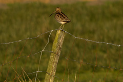 Snipe