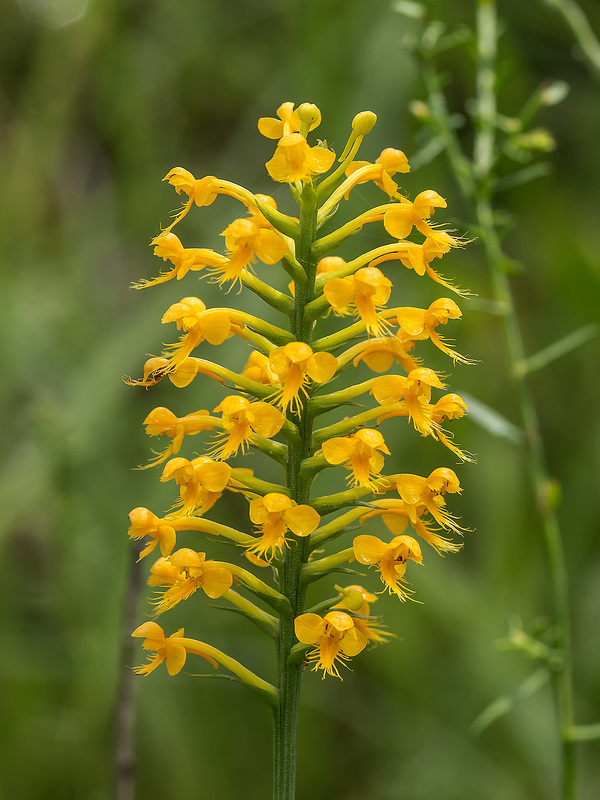 Platanthera cristata (Crested Fringed orchid)