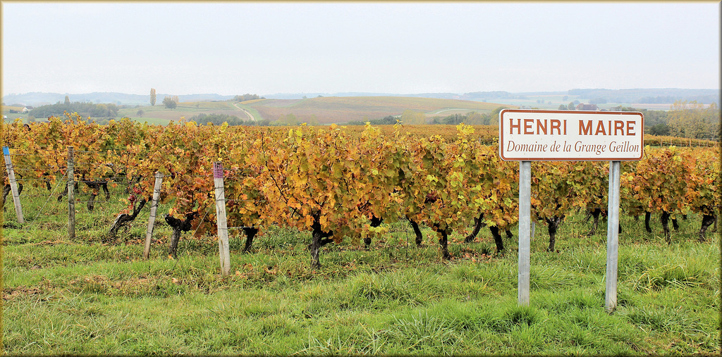 Arbois et son vignoble (39) 22 octobre 2015.