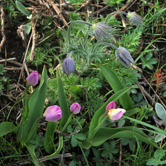 Pulsatille et tulipes bakeri