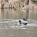 Wood Ducks