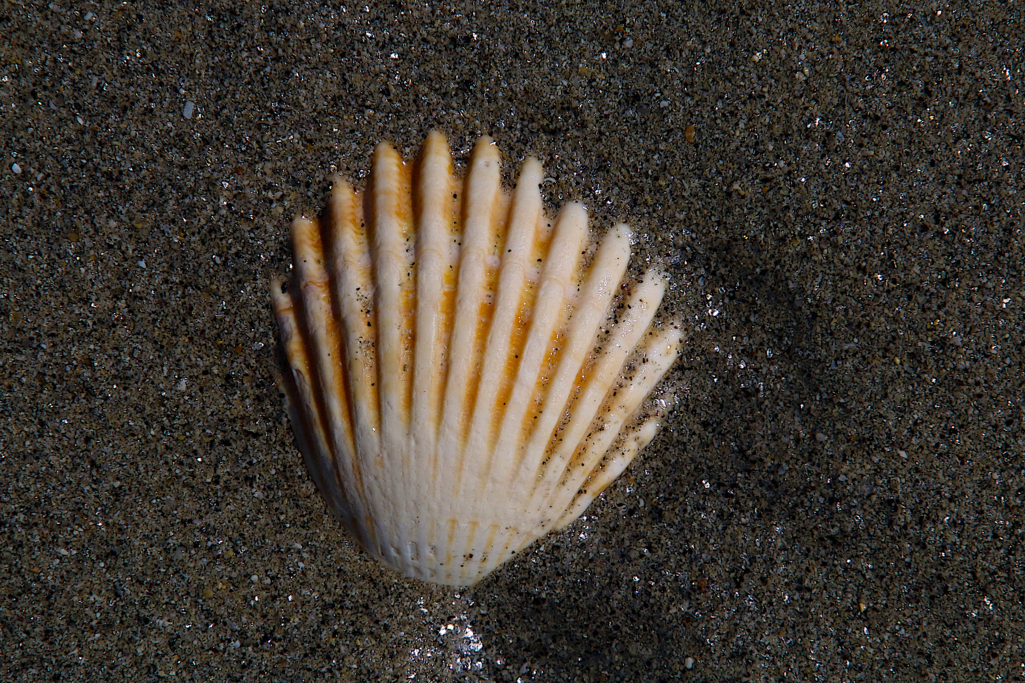 Sur la plage , le souvenir d'une gourmandise de notre enfance , le roudoudou