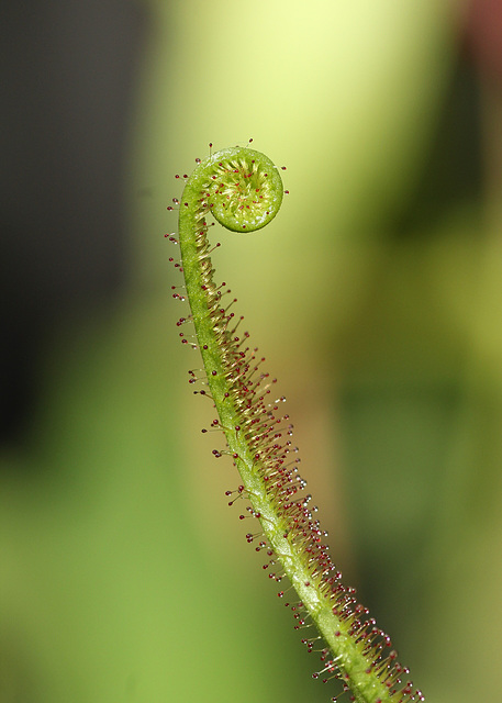 drosera spatulata