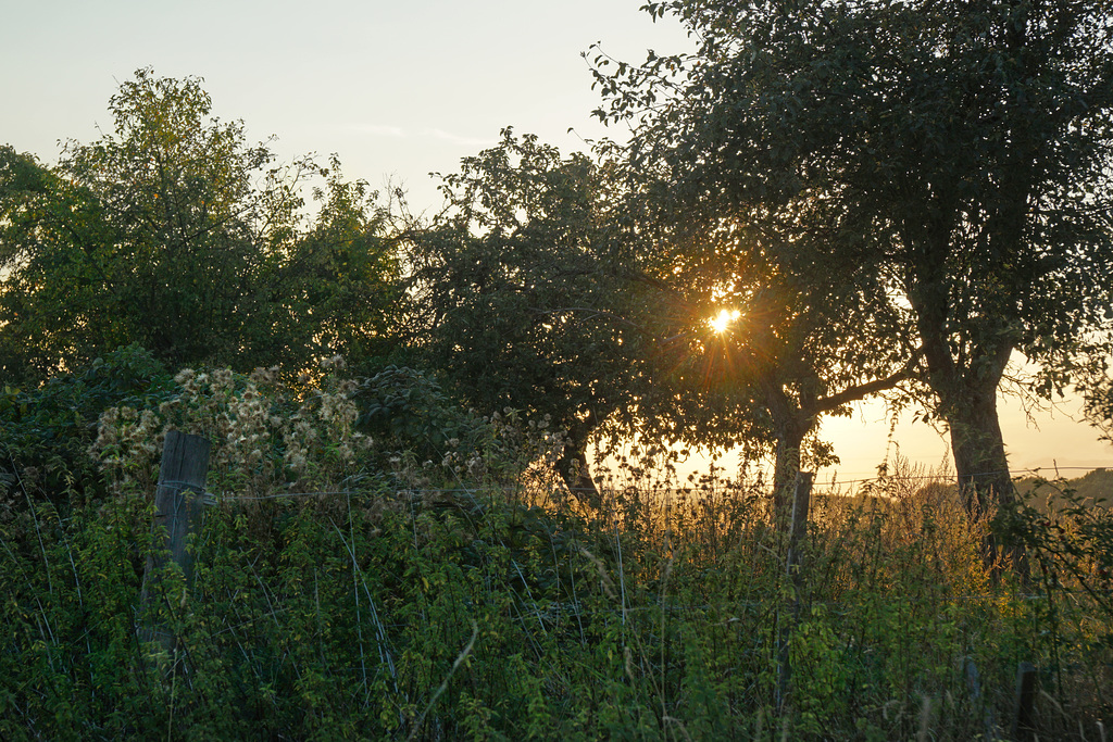 Blick in einen alten Obstgarten - View into an old orchard - HFF!