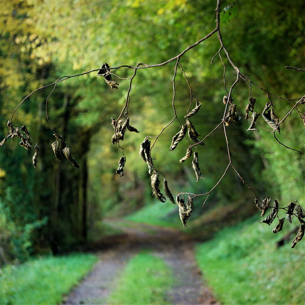 "Ce petit chemin qui sent la noisette..."