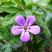 20220514 0900CPw [D~LIP] Stinkender Storchsschnabel (Geranium robertianum agg), Bad Salzuflen