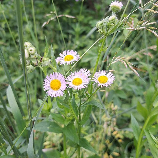 Einjähriges Berufkraut (Erigeron annuus)