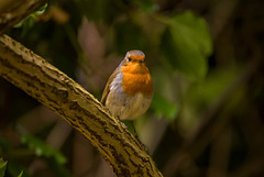 Robin