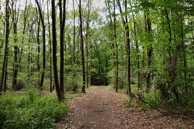 Waldweg im LSG Vonderort (Bottrop) / 21.05.2022