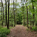 Waldweg im LSG Vonderort (Bottrop) / 21.05.2022