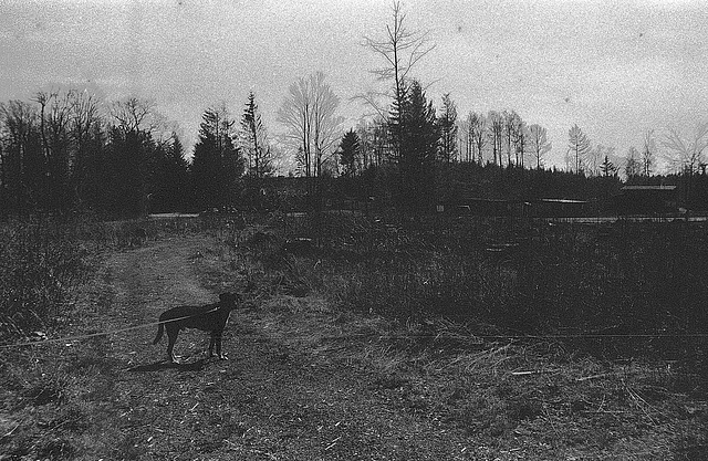 "Wald", Benneckenstein, Film