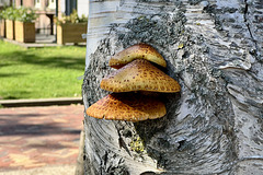 Golden Scalycaps
