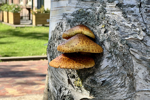 Golden Scalycaps