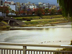 The Duck River, Kyoto