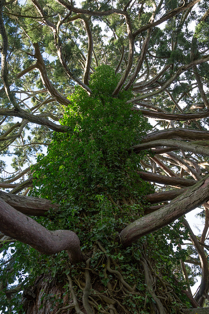 Neuseeland - Christchurch - Botanischer Garten