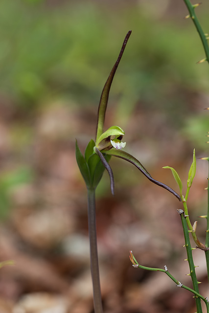 Isotria verticillata (Large Whorled Pogonia orchid)