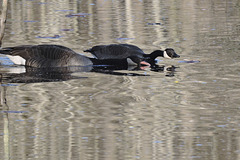 Canada Geese