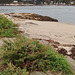 Végétation de plage sauvage / Vegetação de praia selvagem