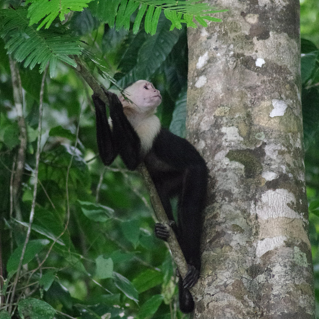 White-faced Capuchin