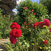 Roses du jardin