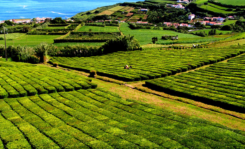 Tea plantations