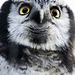 Owl close up one