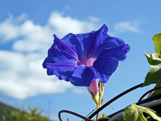 Sboccio blu...per sfiorire rosa ....PiP