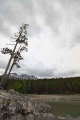 a leaning tree