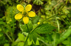 20220514 0901CPw [D~LIP] Echte Nelkenwurz (Geum urbanum), Bad Salzuflen