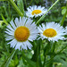 Einjähriges Berufkraut (Erigeron annuus)