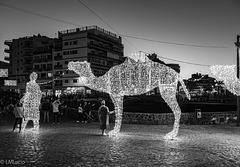 El muelle con turistas y camellos