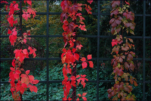 Herbstzaun