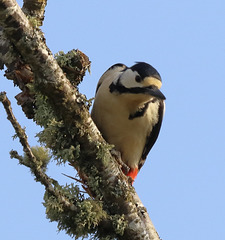 Scots Woodpecker