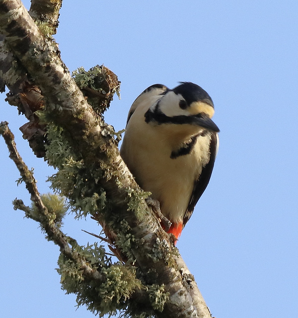 Scots Woodpecker