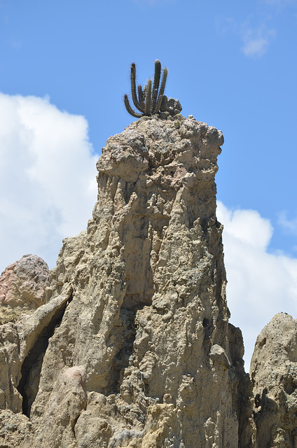 La Paz, Moon Valley (Valle de la Luna), Cactus on the Top