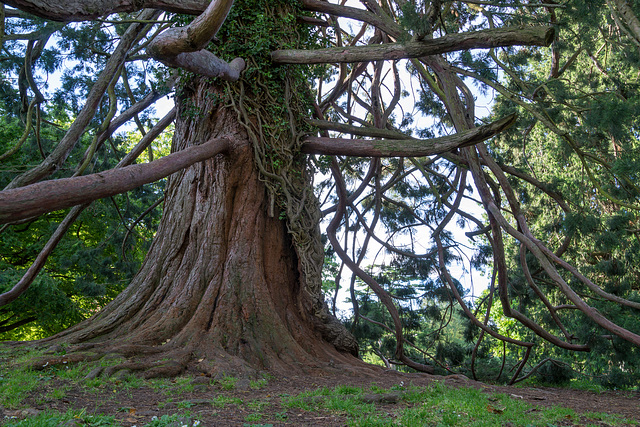 Neuseeland - Christchurch - Botanischer Garten