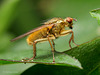 Dung Fly