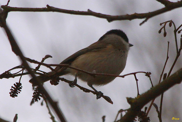 Mésange Nonnette