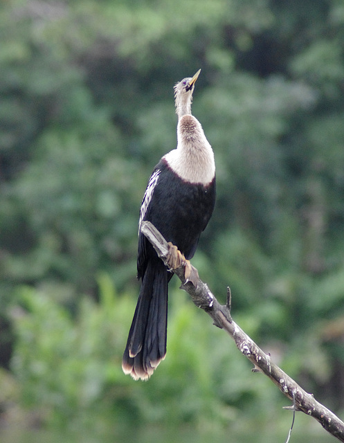 Anhinga (female)