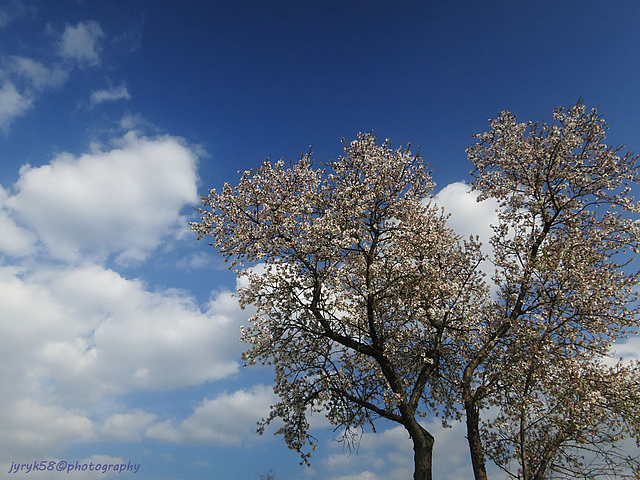 Almond Tree