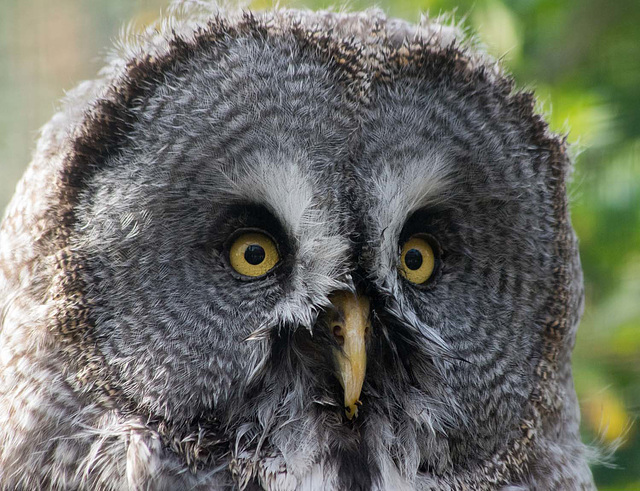 Owl close up two