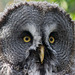 Owl close up two