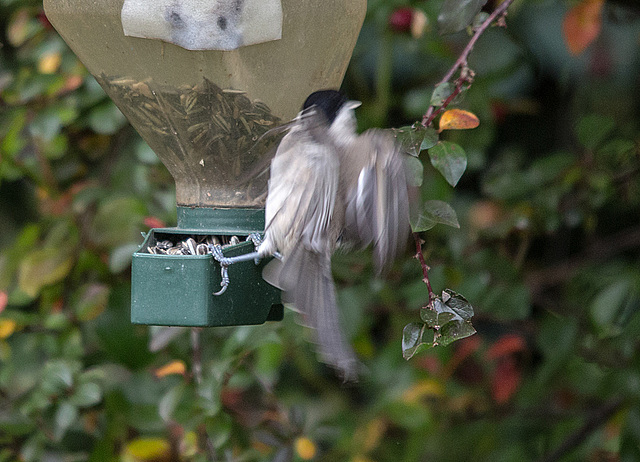 20151018 9400VRTw [D~RI] Weidenmeise (Poecile montanus), Rinteln