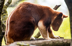 Tree kangaroo