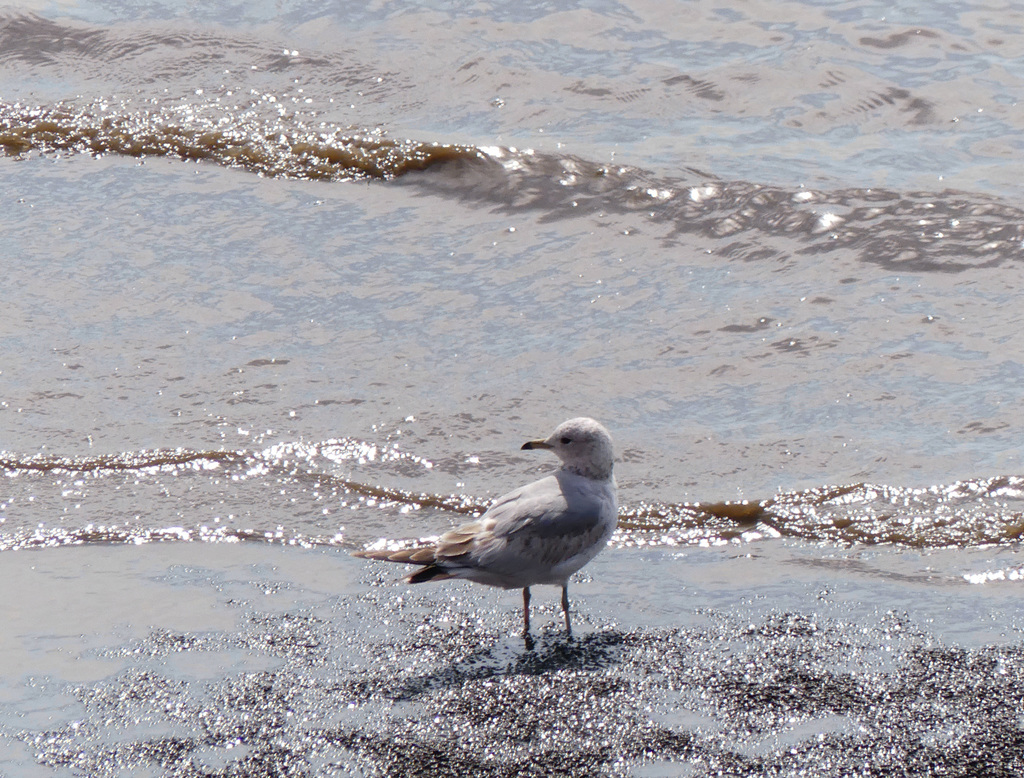 Einsamer Spaziergänger am Strand