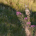 20220828 -11 Ubaye (Alpes de Haute Provence) (292)