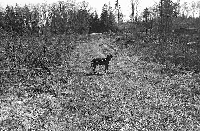 "Wald", Benneckenstein, Film