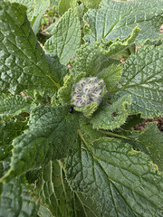 Borage Borage