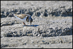 Tournepierre à collier DSC2735