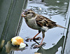 One Wet  Sparrow.